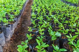 Soil In Coffee Planting ...